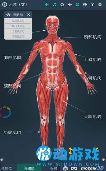 人体解剖女性图2