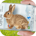 bunny in phone cute joke